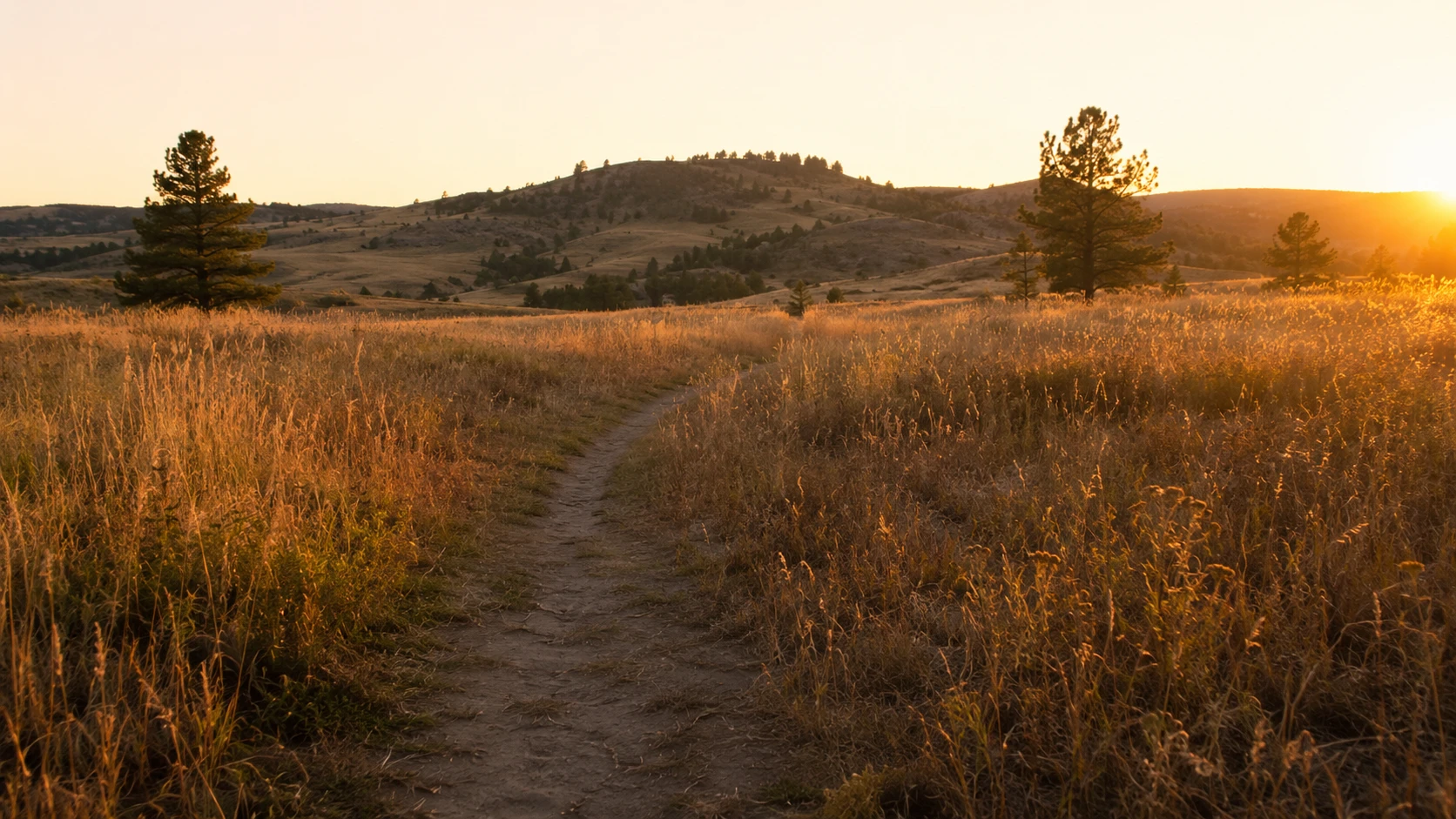 A dirt footpath through golden meadow grasses at sunset, leading between pines toward low foothills